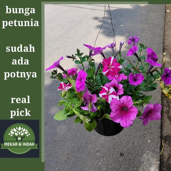 tanaman hias petunia, bunga petunia