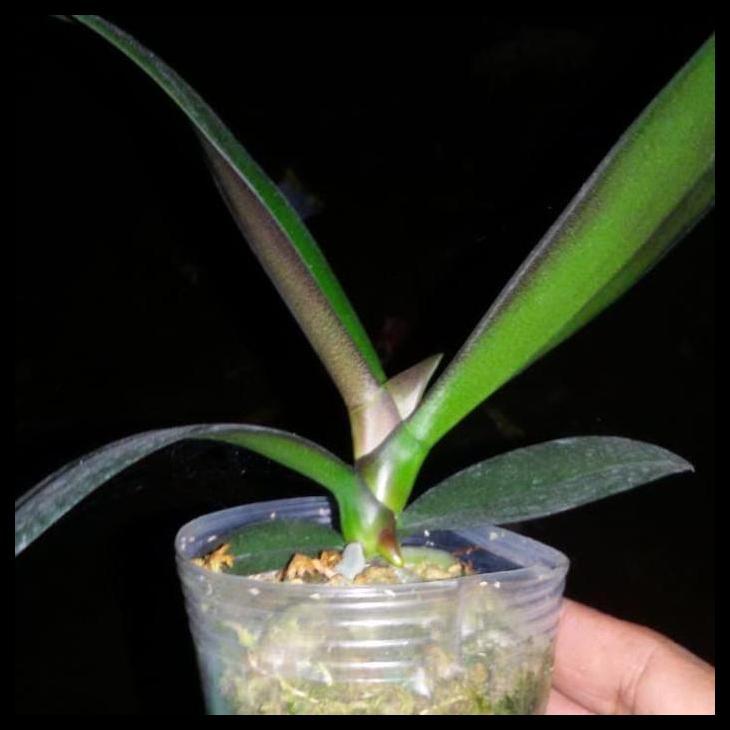 Promo / Anggrek Bulan Remaja