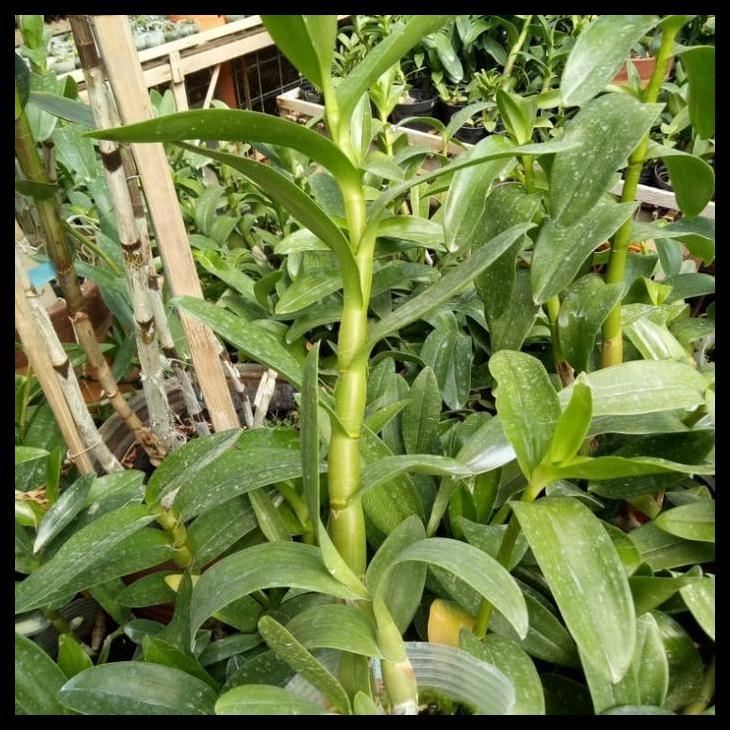Promo / Anggrek Dendrobium Melintir Usia Dewasa