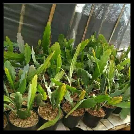 Promo / Tanaman Hias Wijaya Kusuma Ackermanii