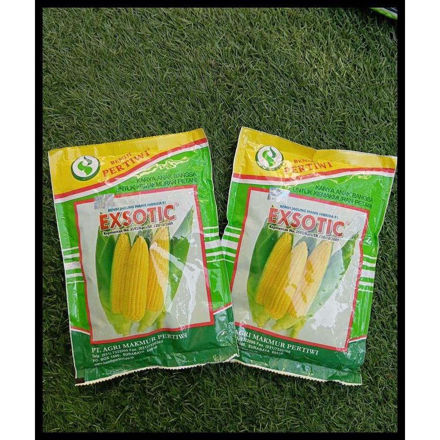 Promo / Benih Jagung Manis Exotic F1 1750 Biji Benih Pertiwi