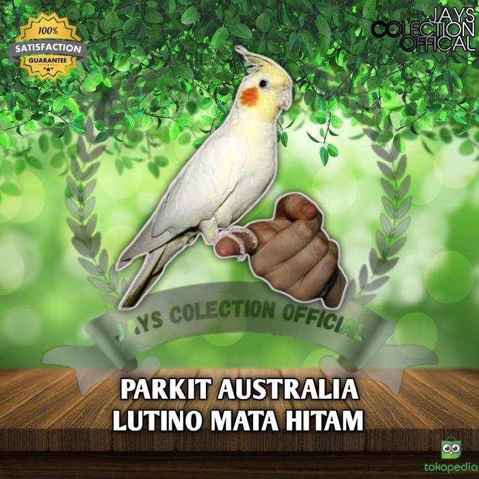 BURUNG PARKIT AUSTRALIA / FALK LUTINO MATA HITAM