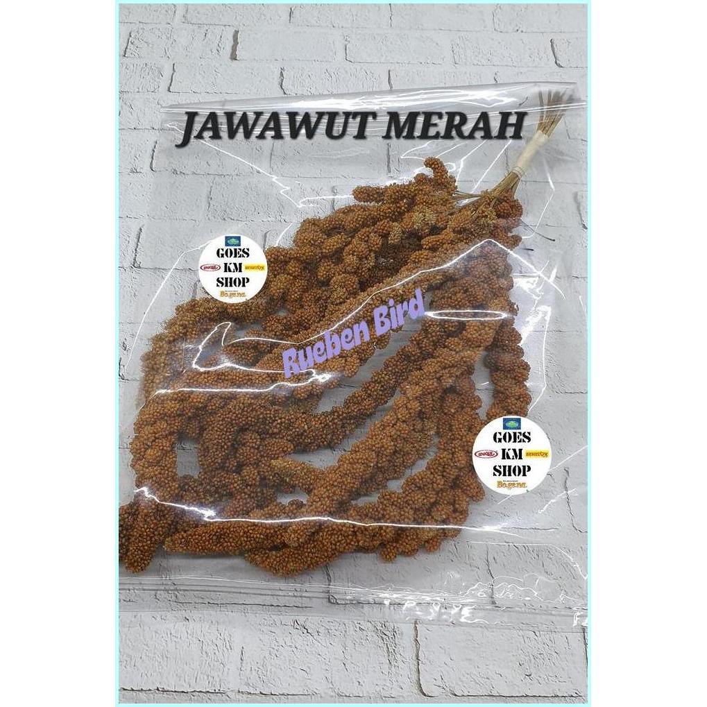 Jawawut Merah Tangkai Pakan Burung Alami Kenari Lovebird