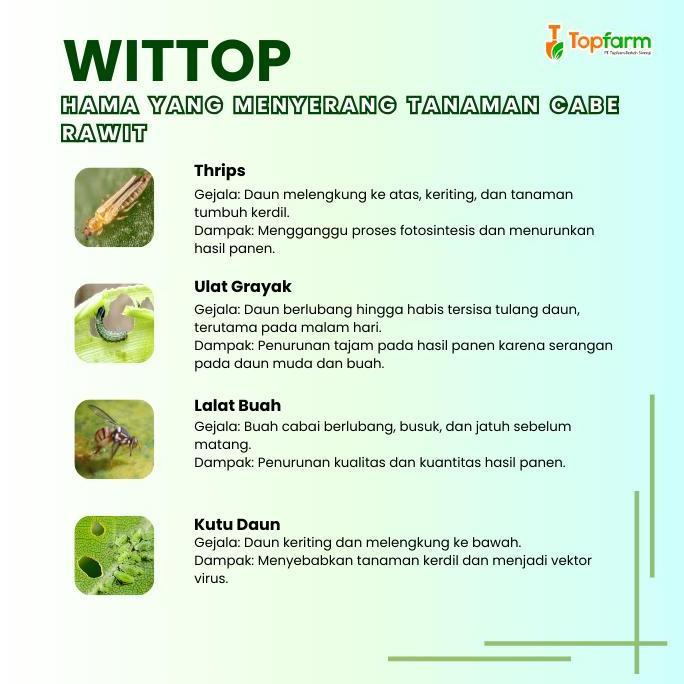 Obat Patek Cabe Rawit - Obat Cabe Rawit Keriting / Obat Cabe Rawit Rontok / Obat Cabe Rawit Busuk Bu