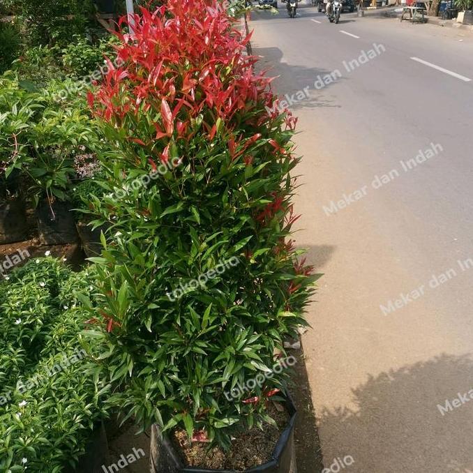 Tanaman PUCUK MERAH BESAR sudah rimbun banget, pucuk merah