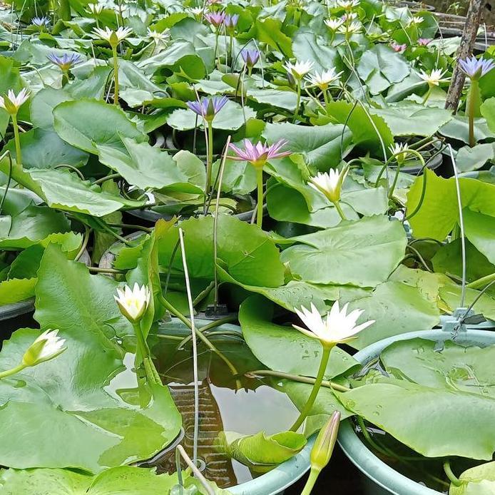 tanaman bunga teratai putih