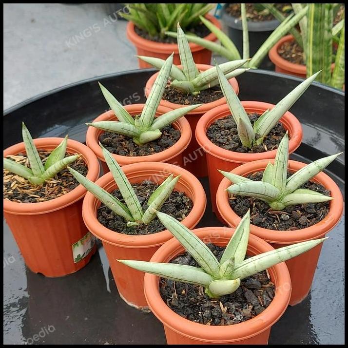 TERLARIS SANSE / SANSEVIERIA BONCEL PLATINUM 1 POT 