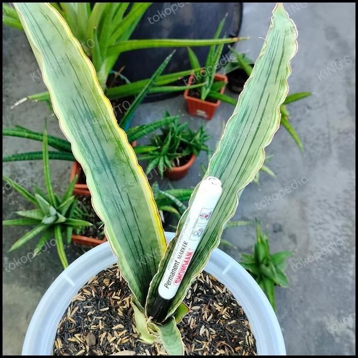 BEST DEAL SANSE - SANSEVIERIA DRAGON JADE VARIGATA 9-2-2024 