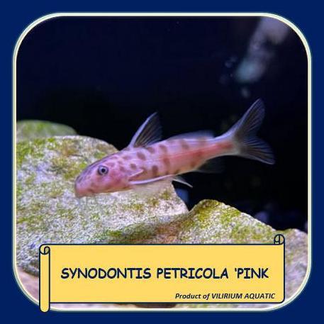 TERLARIS IKAN HIAS AIR TAWAR - PINK PETRICOLA / PINK SYNODENTIS / PINK SYNODONTIS PETRICOLA