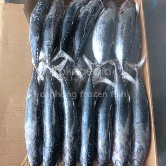 Foodz- Ikan Cakalang Beku Segar