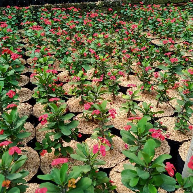 tanaman euphorbia bunga merah kecil