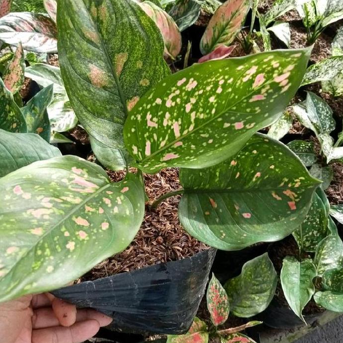 Aglaonema Chiangmay Ruby / Tanaman Aglonema Ruby Ciangmay