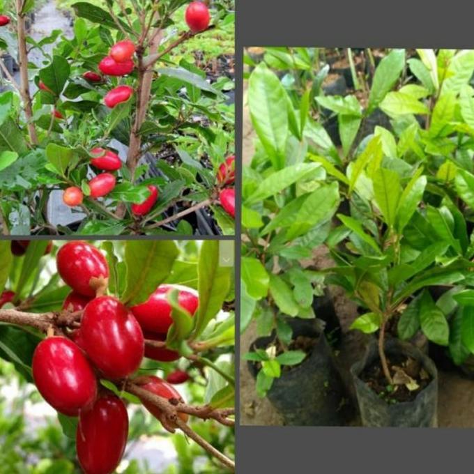 bibit pohon miracle fruit buah ajaib