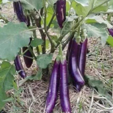 100 biji - Benih Bibit F1 Terong Ungu Tangguh Perkasa