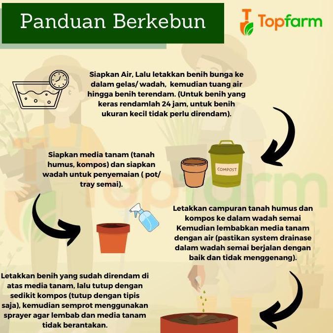 Benih Pakcoy Premium / Benih Pakcoy / Bibit Pakcoy / Benih Tanaman Pakcoy / Biji Pakcoy