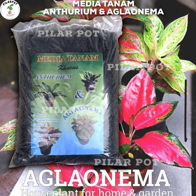 Parkz- Media Tanam Organik Khusus Anthurium Aglaonema Siap Pakai - Aglaonema