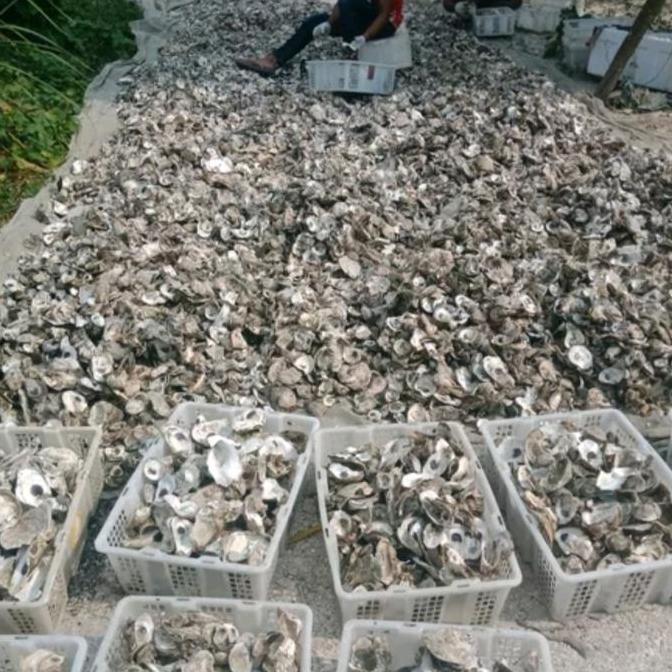 Duniaikanqita- Oyster Shell Kulit Kerang Cangkang Tiram Media Filter Kolam Ikan Koi
