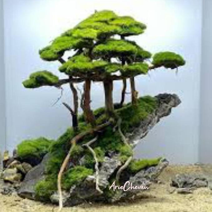 hiasan aquarium pohon bonsai hutan di atas tebing dekorasi aquascape hardscape