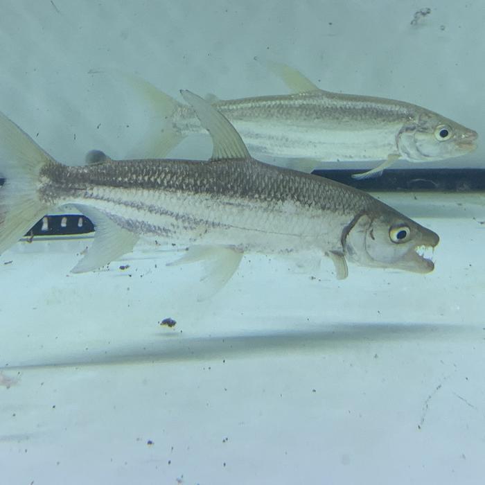 Hiasan Aquarium Goliath Tiger Fish