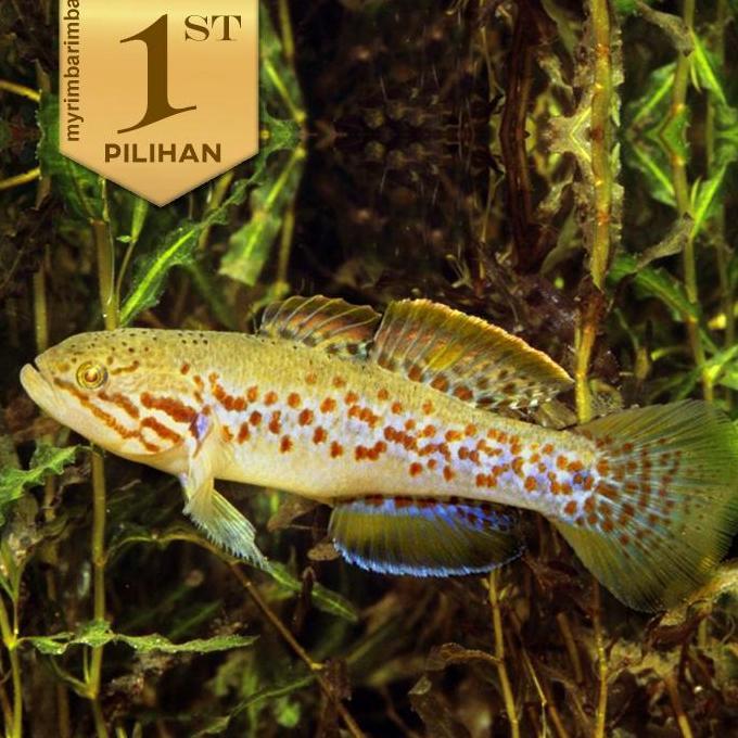 Goby Mogurnda Ikan Hias Aquascape Hiasan Aquarium Tanama Air Tawar