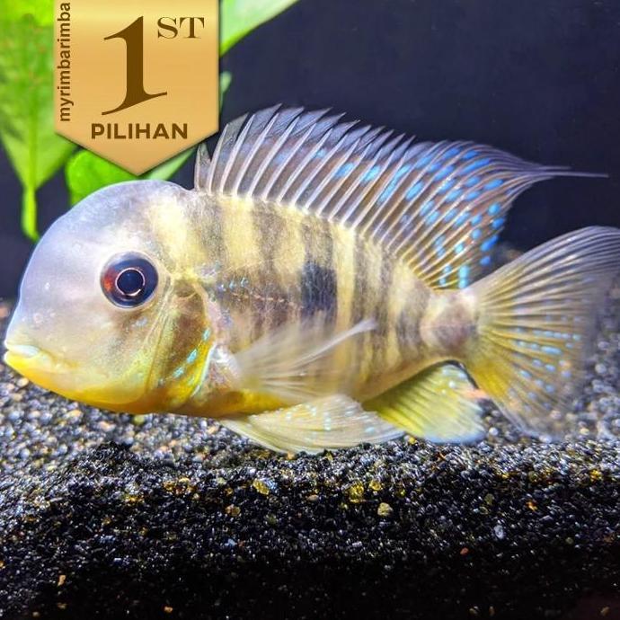 Argentine Balzani Jumbo  Cichlid Ikan Hias Aquascape Hiasan Aquarium