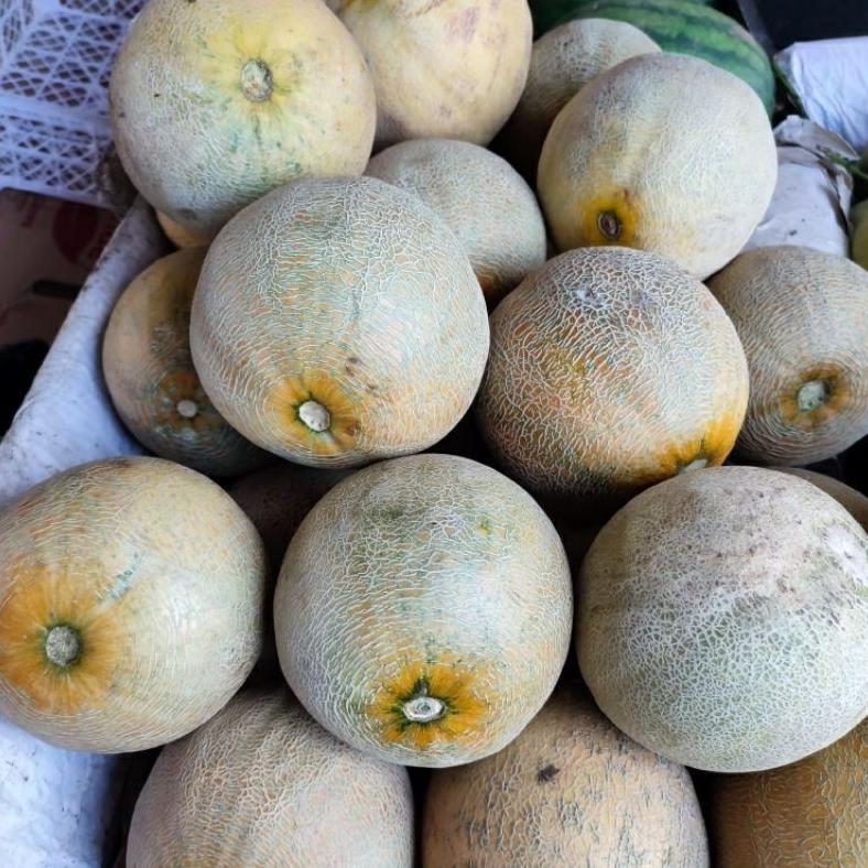 Promo Cod 250 Biji > Benih Melon Manis|Melon Madu Unggul Pilihan ><