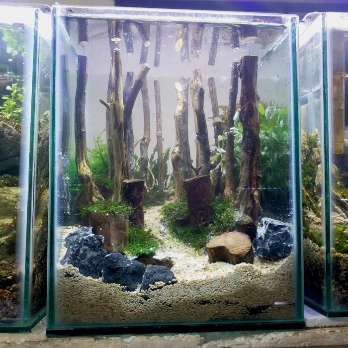 Aquarium Aquascape Mini Cupang # 7A