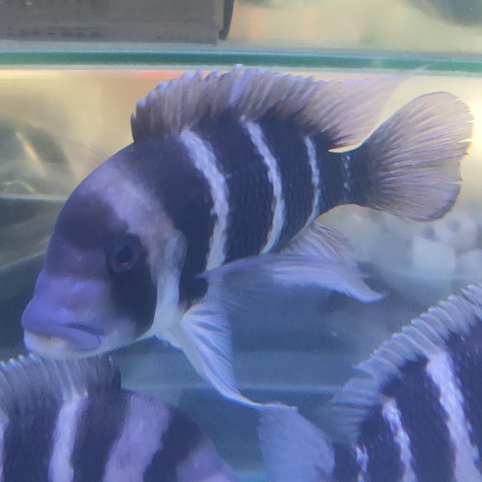 Hiasan Aquarium Ikan Frontosa Burundi Tankmate Mantul Big Size