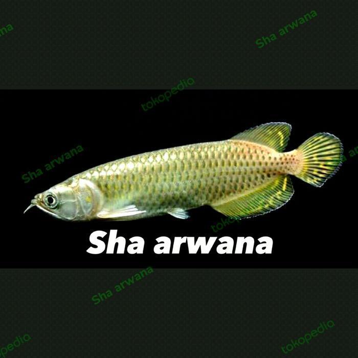 arwana jardini irian batik irian jardini papua