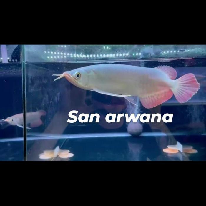 ikan arwana super red arowana sr