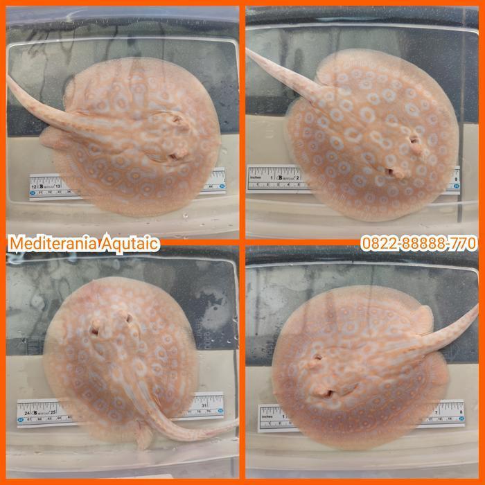 Ikan Pari Pearl Snow Albino tankmate ikan hias air tawar predator