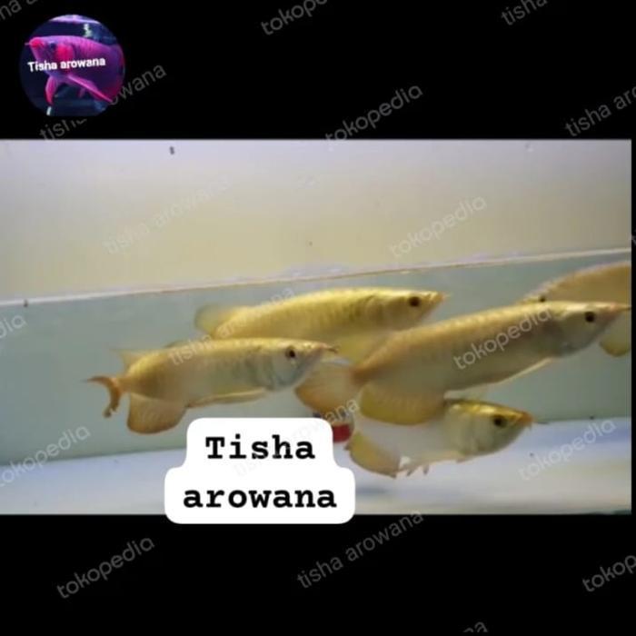 ikan arwana golden crossback 24k gh malaysia
