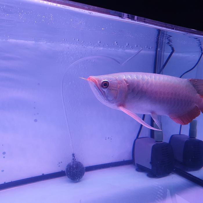 arwana arowana super red / SuperRed ( SR )