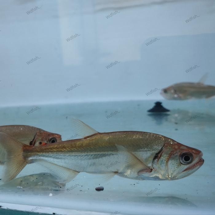 Hiasan Aquarium Payara Armatus / Payara