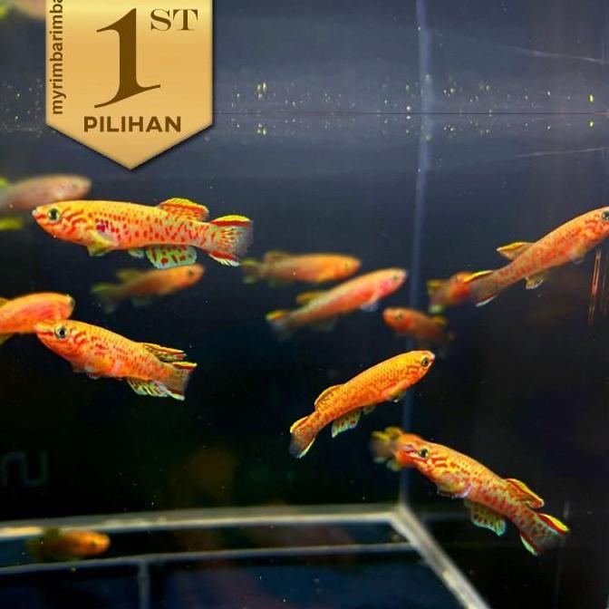 Paket Koloni (isi 10) Killifish Gardneri Ikan Hias Aquascape Hiasan Aquarium Tanaman Air Tawar