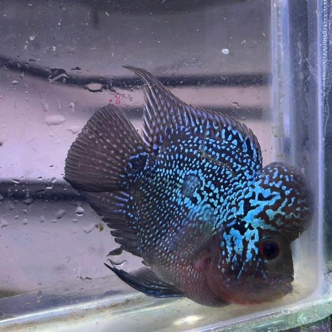 Louhan CILNONG Ikan Hias Predator Hiasan Aquarium Aquascape Tanaman