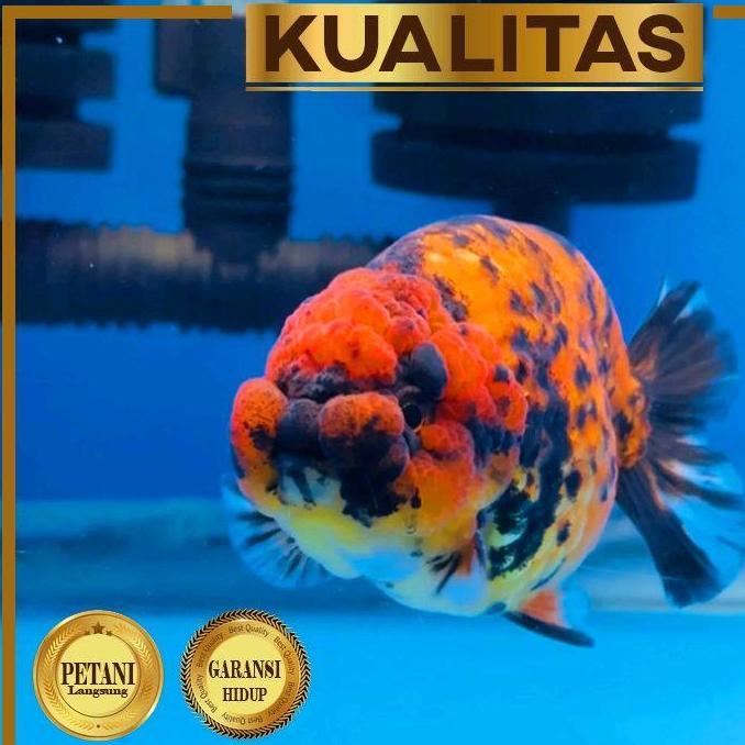 Giant RachuCalico Ikan Mas Koki Import Kontes Multicolor Size XXL Hiasan Aquarium Tanaman Air Tawar