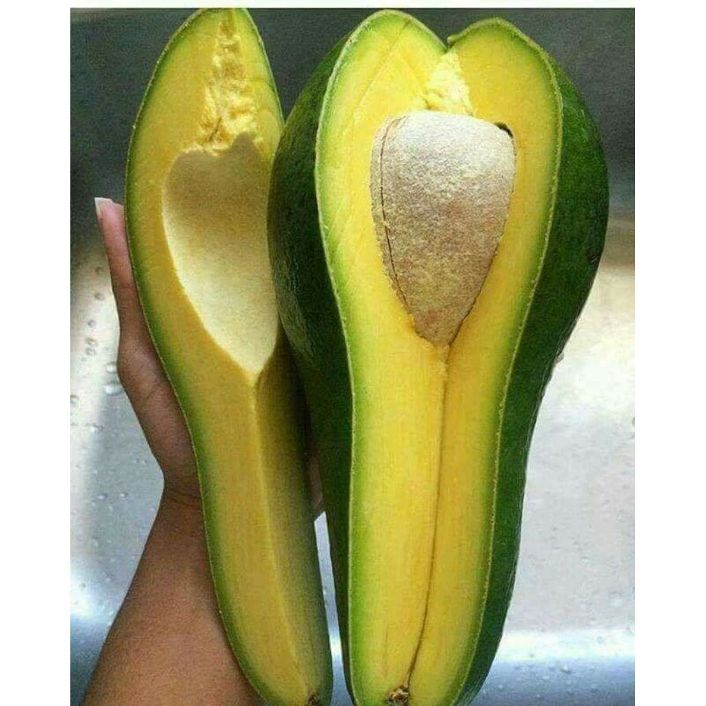 BIBIT ALPUKAT ALIGATOR SIAP BUNGA,BUAH