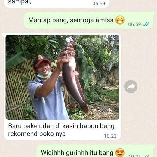 Pesce- Essen Ikan Lele Babon Untuk Siang Dan Malam Hari Kolam Galatama Harian Umpan