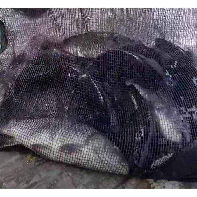 Pesce- Essen Ikan Mas Aroma Jagung Bakar Viral 24 Rame Dan Indukan Lele Gabus