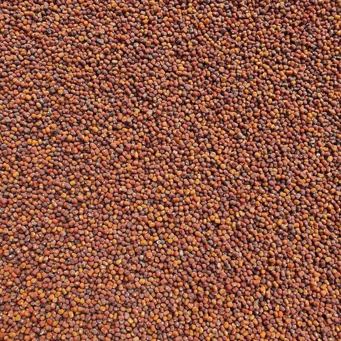 Promo Kacang Pj / Kacangan Pj (Pueraria Javanica)