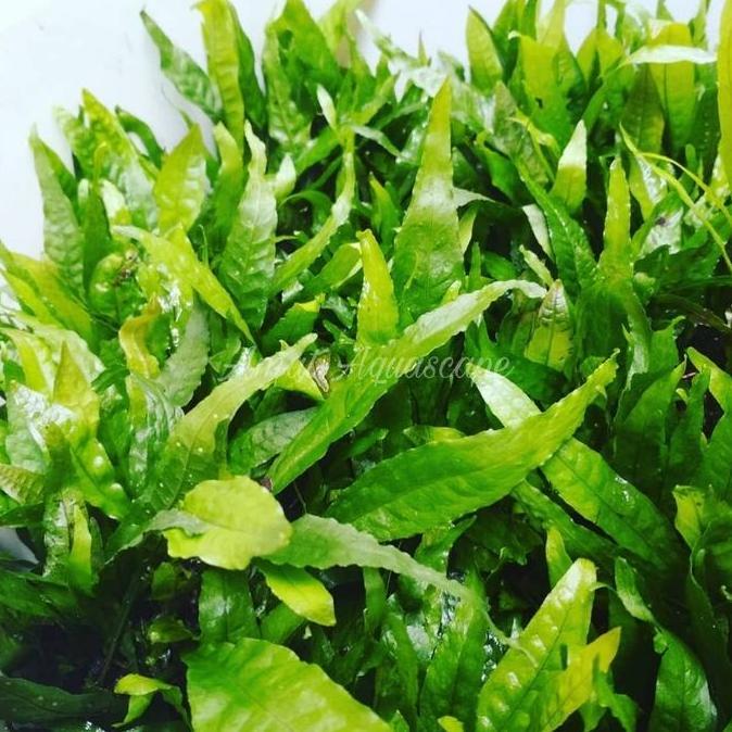 Mumpungready- Microsorum Kadaka Air | Kadaka Pakis | Tanaman Aquascape