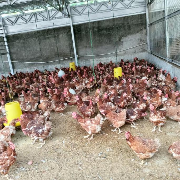 Carne- Ayam Merah Berat 1.8 Sd 2Kg Berat Hidup/Ayam Afkir/Ayam Layer/Ayam Kampung/
