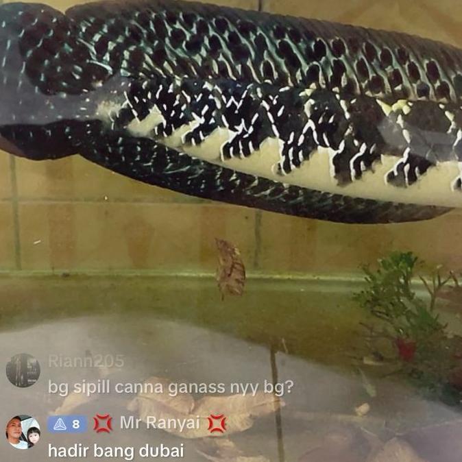 Duniaaquarium- Pelet Supplement Black Diamond