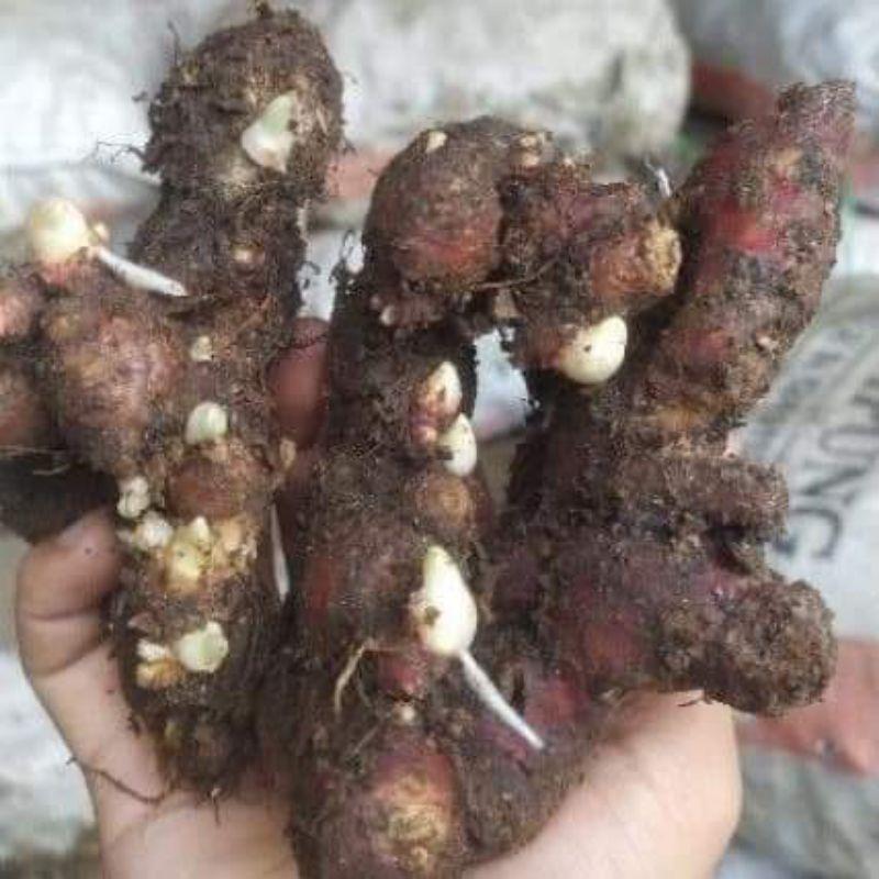 10Kg Bibit Jahe Merah Medan Bertunas