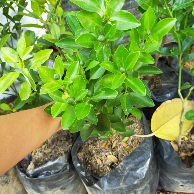 tanaman buah jeruk kitnan / jeruk kunci / jeruk sunkit / tanaman buah / bibit buah jeruk _