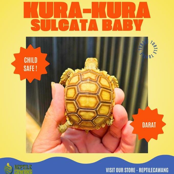 Kura kura Darat Sulcata 5 Cm - 6 Cm Grade A
