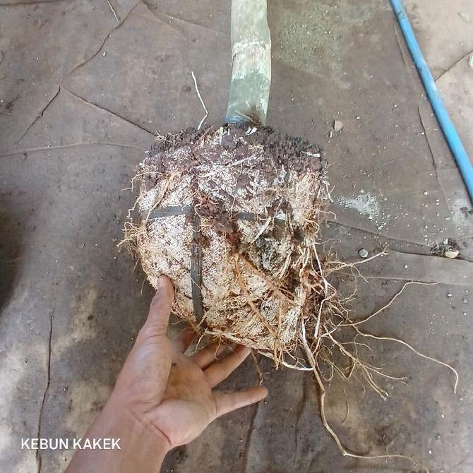 Tabebuya Rosea Pink 2 Meter / Tanaman Hias Tabebuya Pink Rosea / Tanaman Pelindung Tabebuya Pink Tin