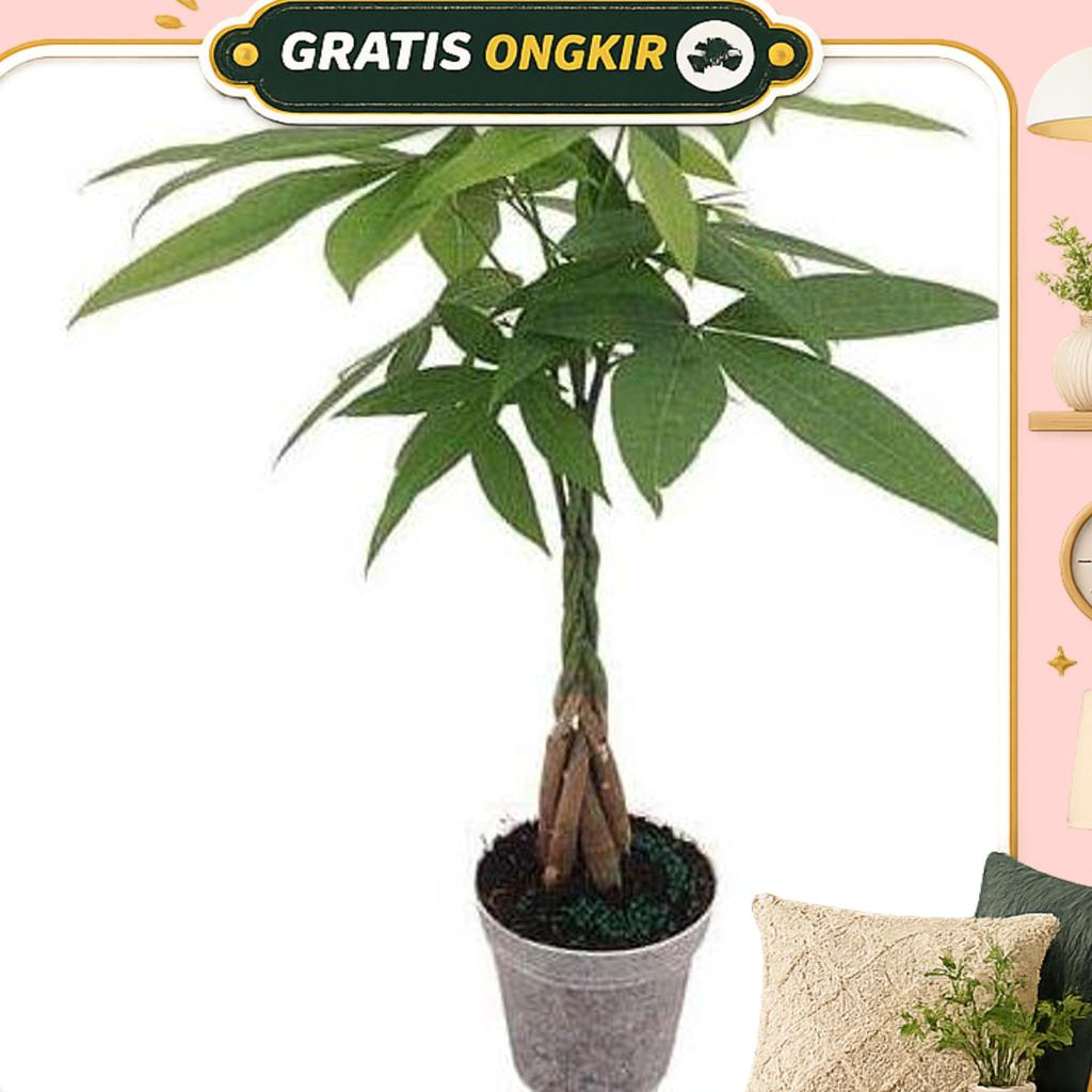 Tanaman Pachira Pacira Kepang 9 Tinggi 1M + Pot + Batu Koral