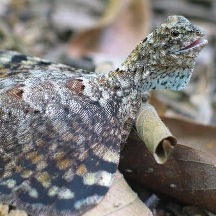 Fliying Lizard - Cicak Terbang - Obat Asma